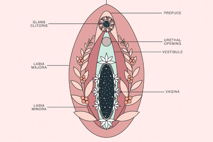 conocer cada una de las partes de la vulva