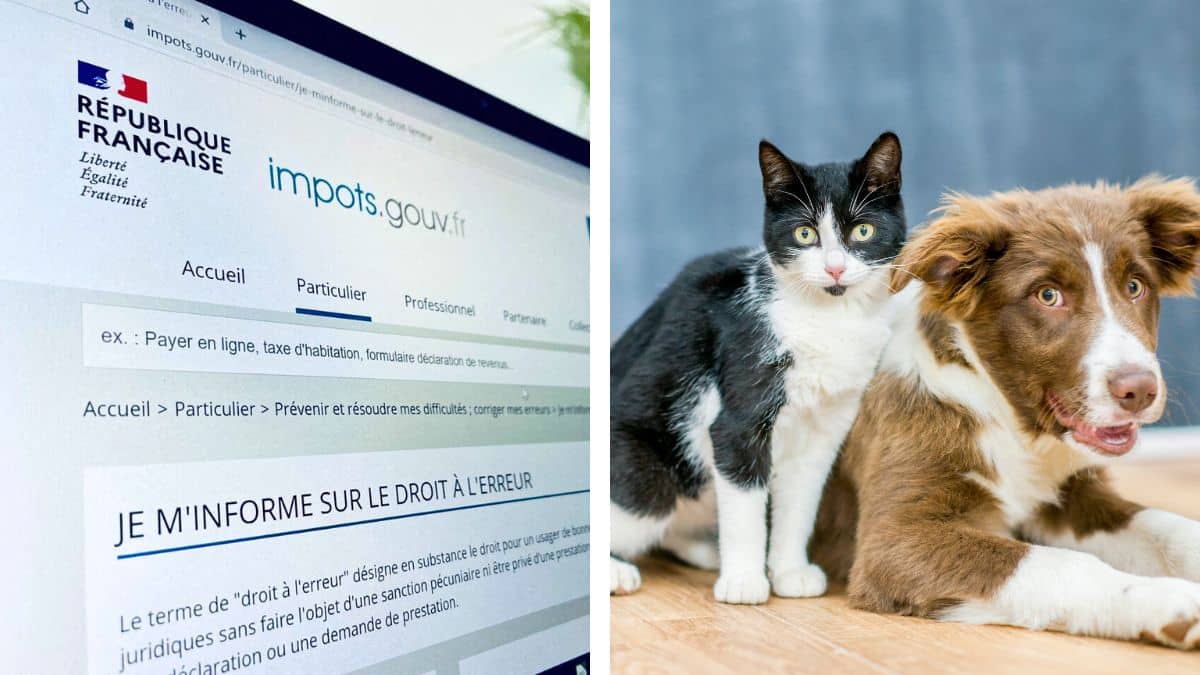 120€ par an pour un chien, pour un chat... le budget 2025 prévoit la création d'une taxe sur les animaux de compagnie
