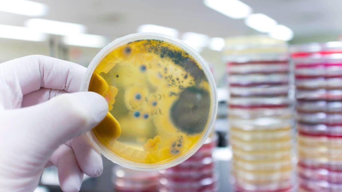 changement climatique l'institut pasteur alerte contre une évolution rapide d'émergence de pathogènes due au chaos écologique
